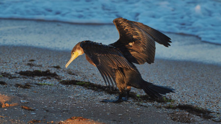 Cormorant spreading wings, catching golden sunlight on crimean seashore against dark black sea watersの写真素材