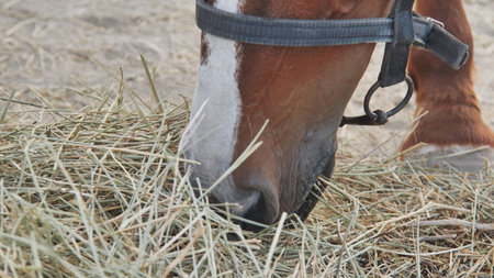 Horse chewing hay within rustic wooden stable, enjoying fresh feed during peaceful barn momentの写真素材
