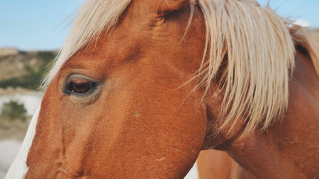 Horse showing its brown eye and blond mane in Crimea near Belogorskの写真素材