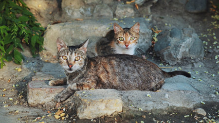 Two stray cats resting on the ruins in Crimeaの写真素材