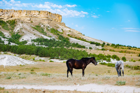 Wild horses grazing near White Rock mountain in Koktebel, Crimeaの写真素材
