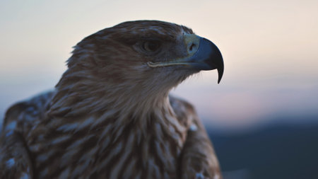 Imperial eagle observing Crimean peninsula at sunsetの写真素材