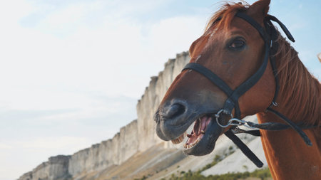 Brown horse neighing near White Rock in Belogorsk, Crimeaの写真素材