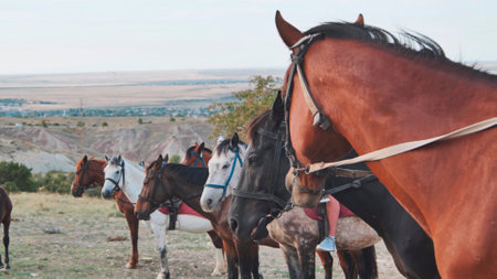 Horses wearing bridles standing together near Belogorsk in Crimeaの写真素材