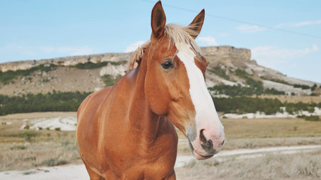 Majestic brown horse bearing white blaze, posing elegantly near mountainous terrain beneath cloudless azure skyの写真素材