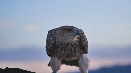 Imperial eagle resting on falconers glove in Crimean peninsulaの写真素材