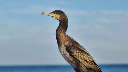 Close up of a cormorant resting on a rock with the black sea and blue sky in the background, in crimeaの写真素材