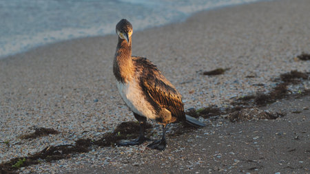 Cormorant spreading wings, catching golden sunrise light along crimean black sea shoreline