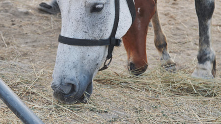 Pair of horses feeding on hay inside rustic wooden stable, farm workers boots partially showing near feeding areaの写真素材
