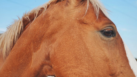 Horse showing its coat and eye in Crimea near Belogorskの写真素材