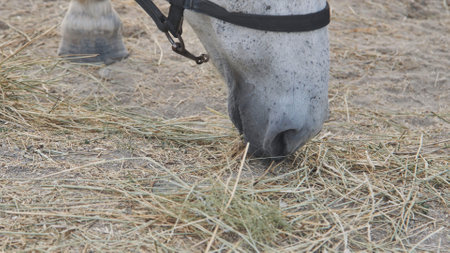 Close up view of a white horse with a black halter, munching on hay from the ground in a serene farm settingの写真素材