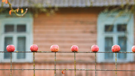 Six ripe red apples hanging on a rusty wire fence with a blurred wooden house in the backgroundの写真素材