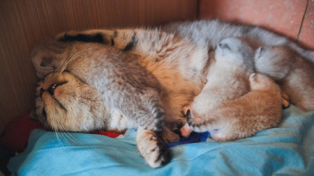Mother cat nursing newborn kittens, resting on soft blanket, creating warm, nurturing environmentの写真素材