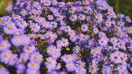 Purple aster blossoms clustering with bright yellow centers, flowering profusely against verdant garden landscapeの写真素材