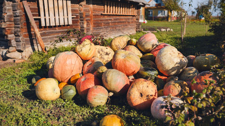 Colorful pumpkins harvested and piled on grass in front of a wooden rural house, creating an autumnal sceneの写真素材