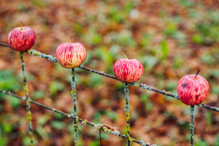 Four apples on a rusty wire mesh fence in autumn