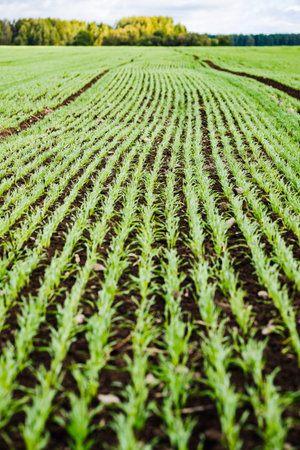 Young wheat growing in the field with perfect lines and forest in background
