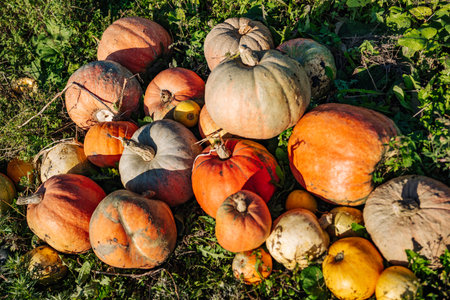 Pumpkins growing in a field during harvest season