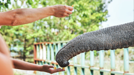 Elephant extending trunk to receive food from tourists hand in safari park, demonstrating...