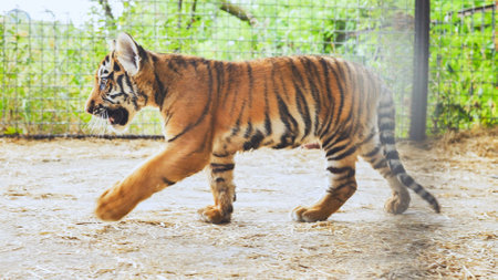 Sumatran tiger cub walking in its enclosure at the zooの写真素材