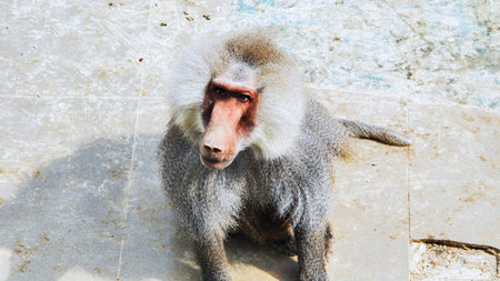 Hamadryas baboon perching on concrete floor, scanning environment with keen, intelligent expression during alert observationの写真素材