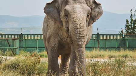 Large asian elephant standing in an enclosure at the zoo