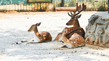 Family of fallow deer resting peacefully under tree shade, enjoying tranquil moments within safari park enclosureの写真素材