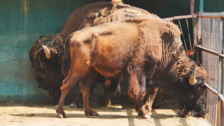 European bison eating hay in zoo enclosure behind barsの写真素材