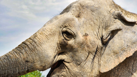 Weathered asian elephant head revealing deep wrinkles, soulful gaze capturing ancient wisdom within natural safari park environmentの写真素材
