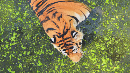 Powerful tiger drinking from algae covered pond, aerial safari park view