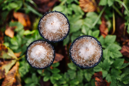 Hares foot inkcap mushrooms growing in green grassの写真素材