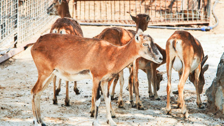 Mouflons standing in zoo enclosure during sunny dayの写真素材