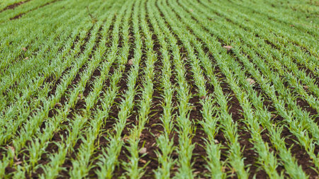 Parallel rows of young wheat plants growing in fertile soil, creating a soothing pattern of green...