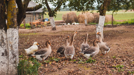 Geese and ducks walking in farmyard on a sunny autumn dayの写真素材
