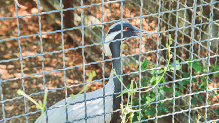 Demoiselle crane looking through zoo cageの写真素材