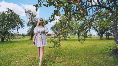 Blonde woman picking ripe apples in sunlit orchard, savoring golden fruits and warm summer sunlightの写真素材