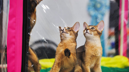 Abyssinian cats looking up during exposition
