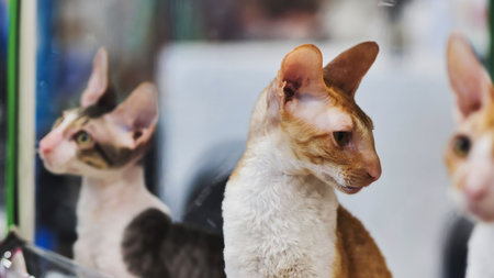 Cornish rex cats looking up during cat showの写真素材