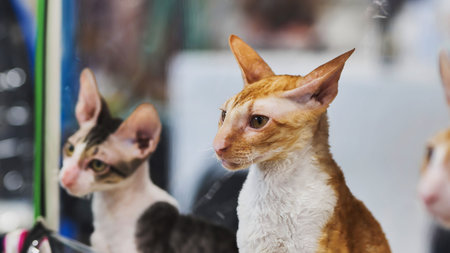 Cornish rex cats posing during feline exhibitionの写真素材