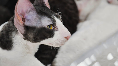Cornish Rex cat looking away with intense stare