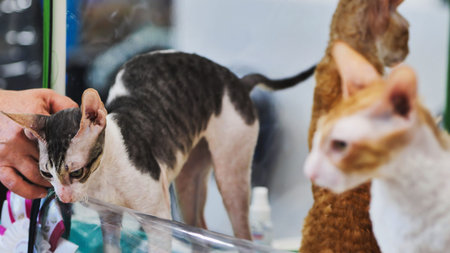 Veterinarian examining cornish rex cat during cat show