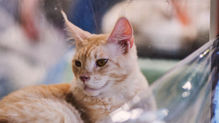 Maine coon cat relaxing in its cage during cat show