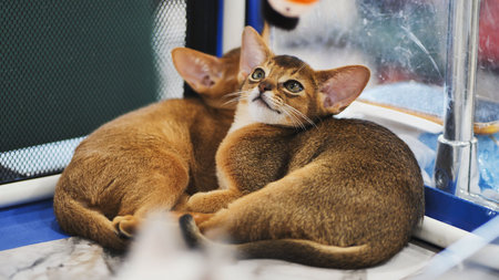Two Abyssinian kittens cuddlingの写真素材