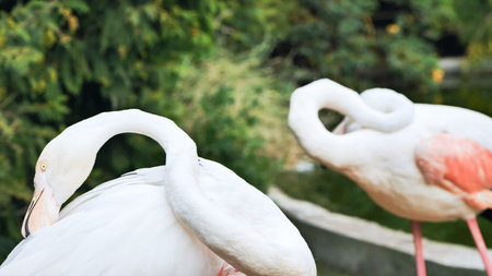 Greater flamingo preening its feathers in a zoo