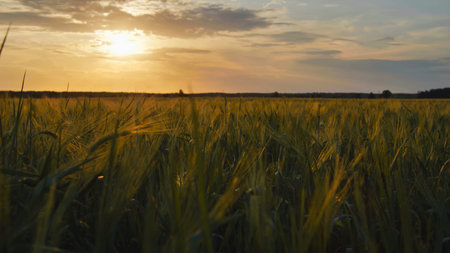 Ears of wheat swaying in wind at sunset