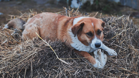 Happy red and white dog gnawing large bone while resting on hay bale, sunlight warming rustic farm...