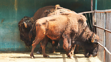 American bison shedding winter coat in zoo enclosure