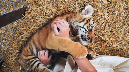 Zookeeper holding a beautiful siberian tiger cub