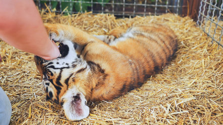 Playful tiger cub biting zookeepers hand