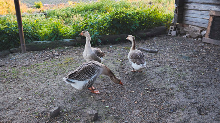 Geese pecking and searching for food in farmyard